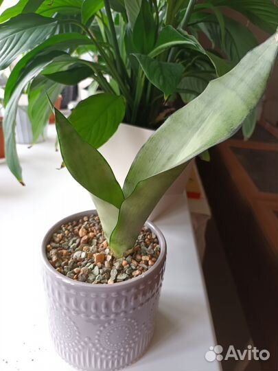 Сансевиерия