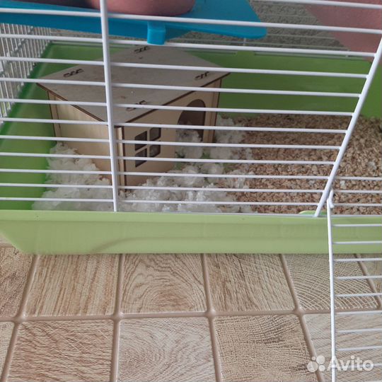 Крыса домашняя +клетка