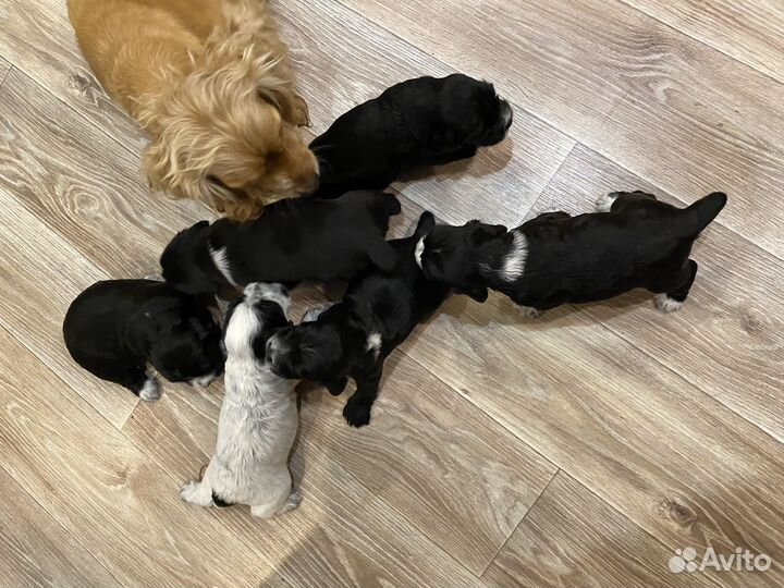 Русский спаниель