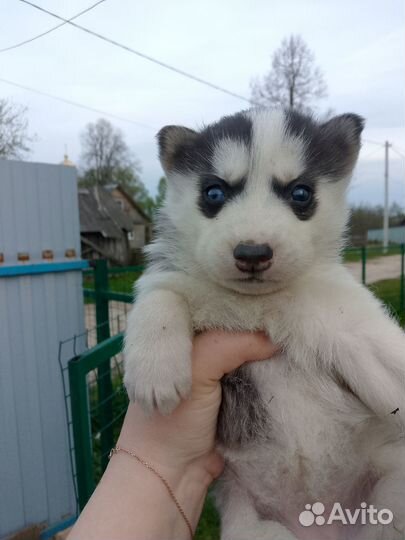 Щенки хаски