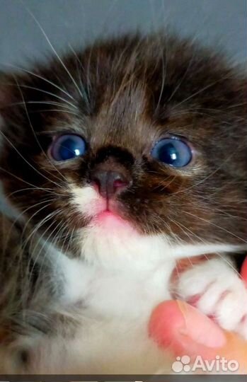 Турецкая ангора