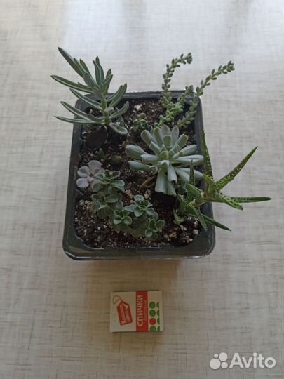 Суккуленты набор