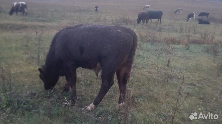 Быки и телки