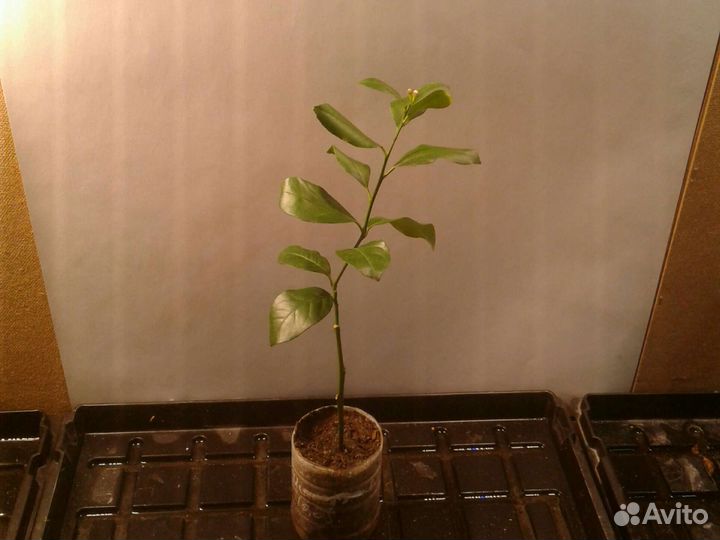 Лимон плодоносящий крупномер. До 1.3 м. Доставка