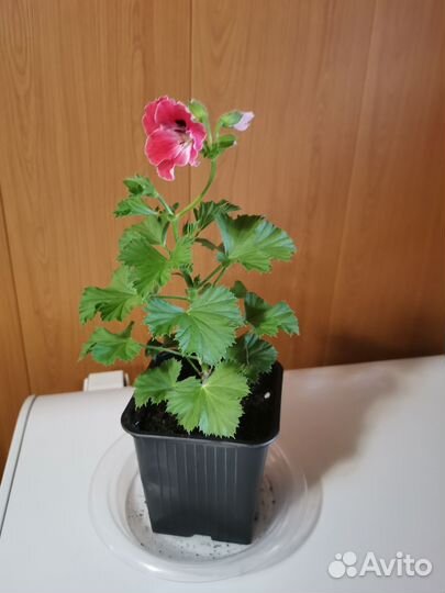 Королевская пеларгония