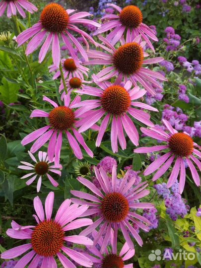 Эхинацея