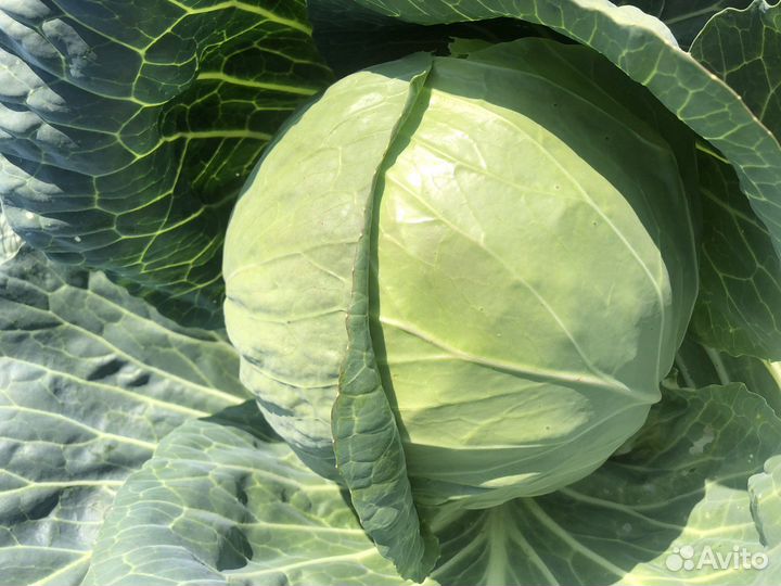 Капуста оптом