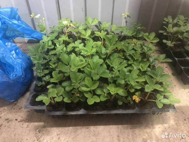 Рассада клубники