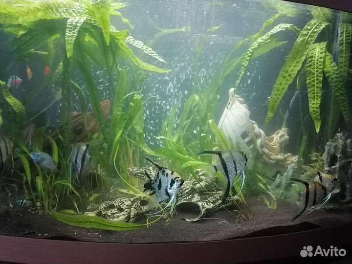 Аквариум 170л