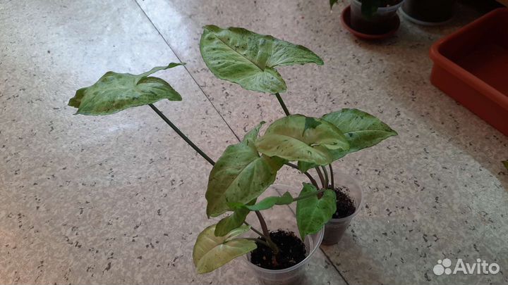 Сингониумы сортовые