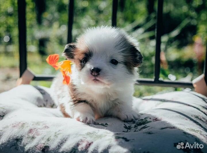 Девочка пемброк