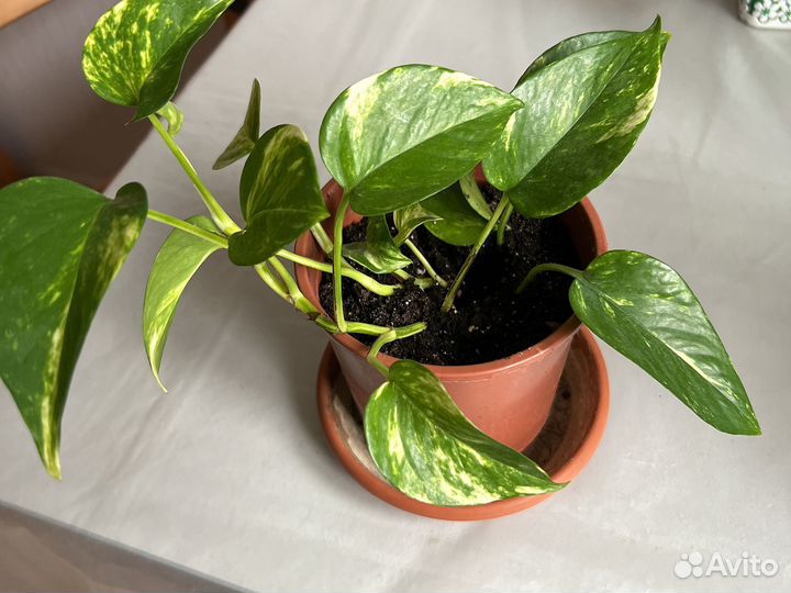 Сциндапсус, Филодендрон краснеющий