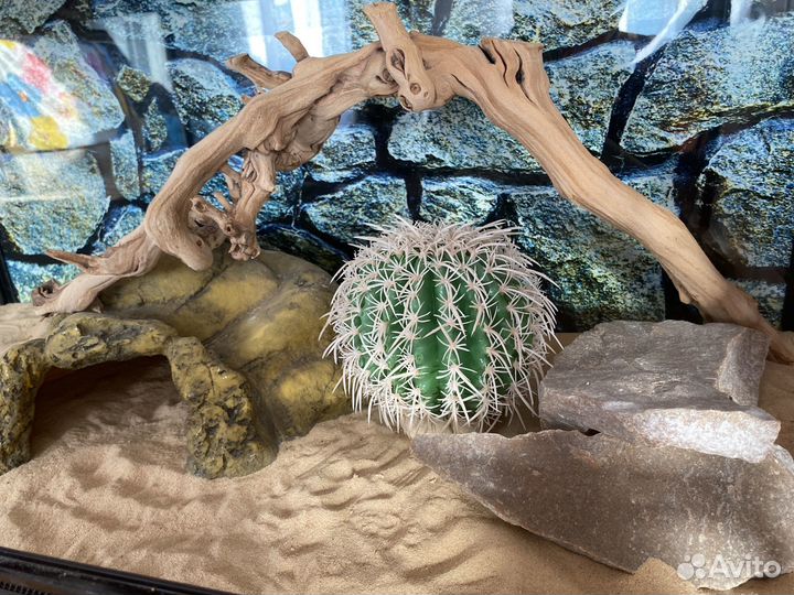 Террариум для рептилий