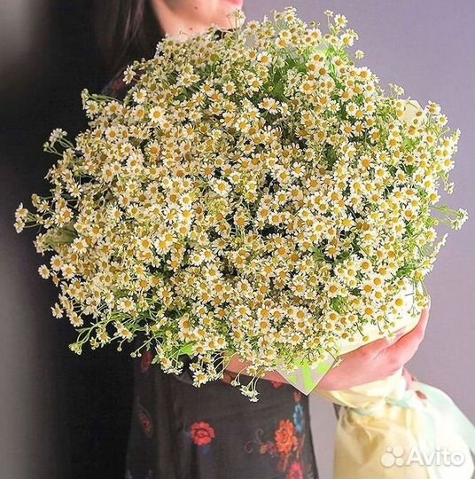 Ромашки Пионы Розы Доставка