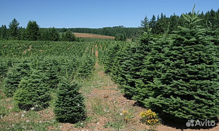 Живые елки/ Пихты Нордмана и Фразера