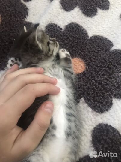 Кошка и котенок