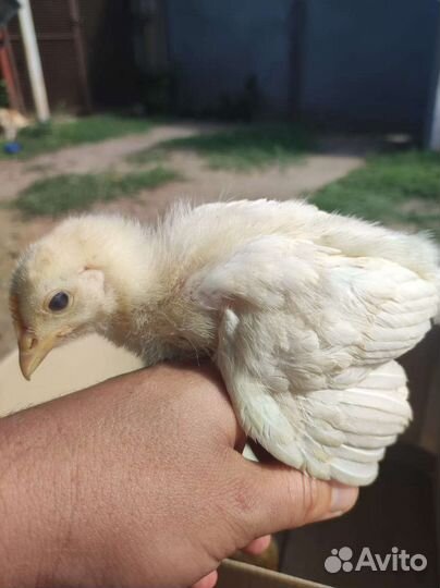 Цыплята петушки Ломан Браун