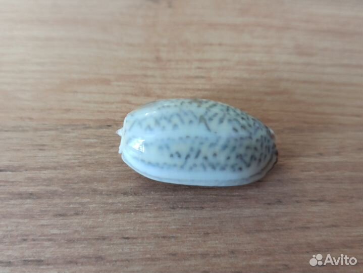 Морская раковина