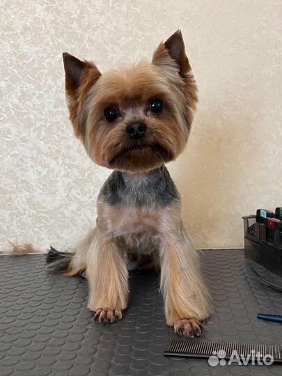 Стрижка собак грумер