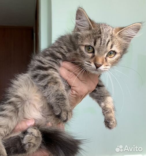 Котенок