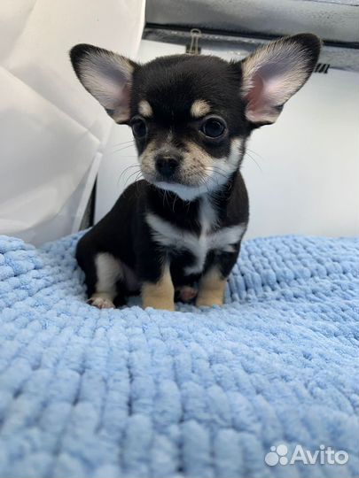 Чихуахуа девочка редкого окраса документы РКФ