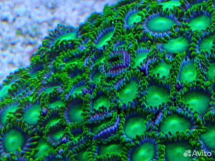 Морские кораллы (живые)