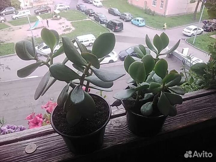 Крассула / денежное дерево / толстянка