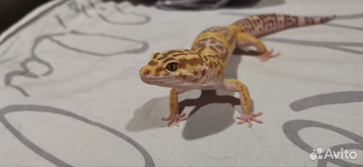 Продам эублефара