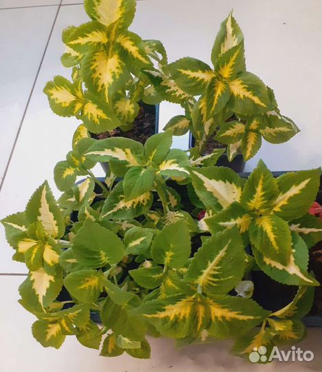 Колеус Terreno Lemon