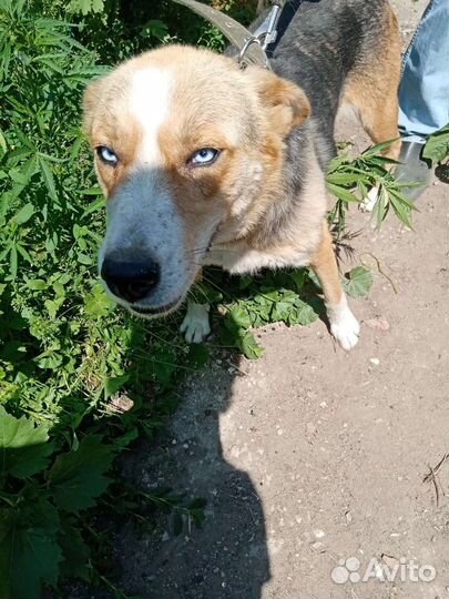 Собака в добрые руки девочка