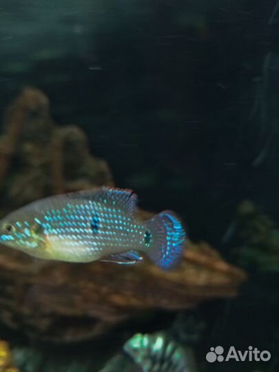 Хромис- красавец и другие цихлиды