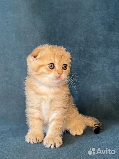 Котёнок девочка золотая вислоухая