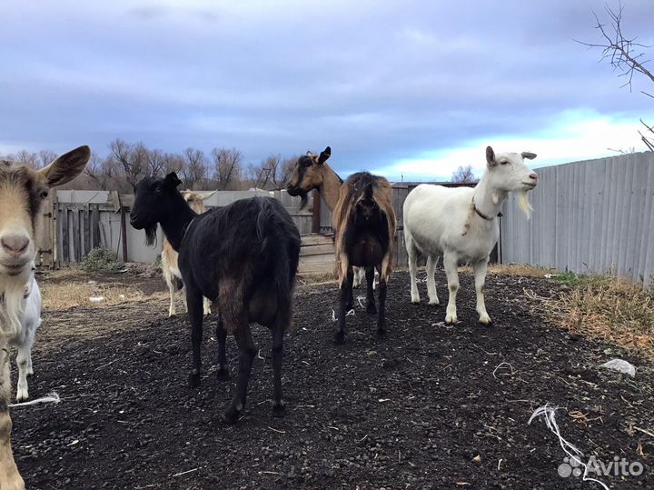 Дойные козы
