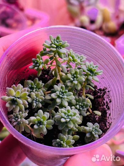 Седум испанский