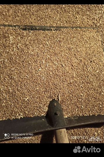 Пшеница ячмень