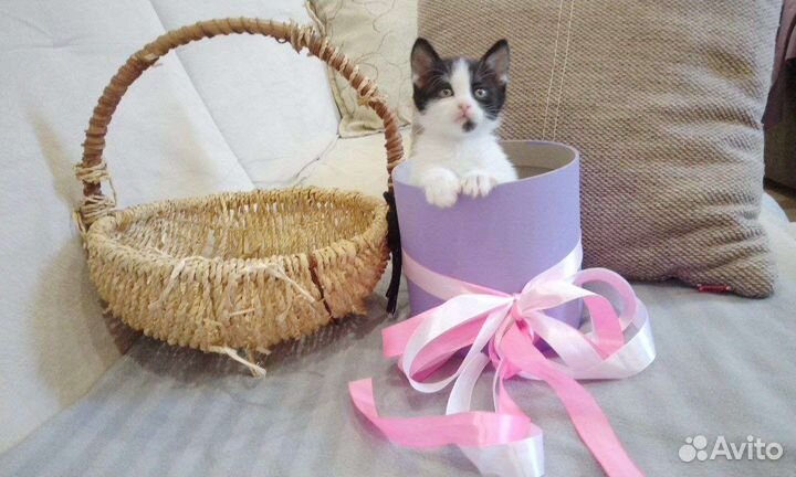 Беляш котёнок девочка