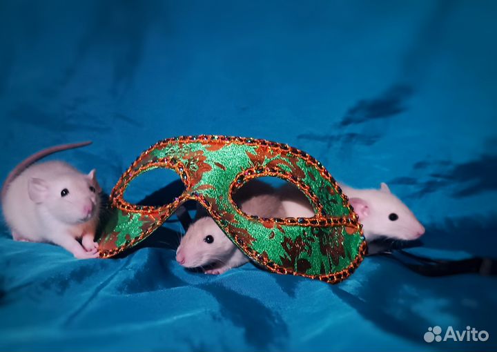 Крысята дамбо