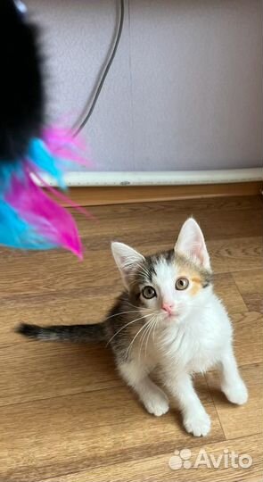 Трехцветный котенок на счастье