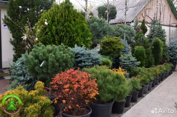 Туя Можжевельник Ель Укронененная в сад