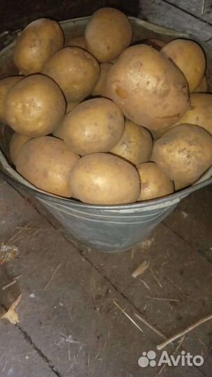 Продам картофель
