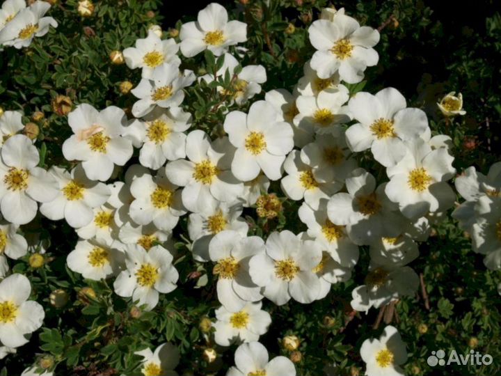 Лапчатка Абботсвуд малая