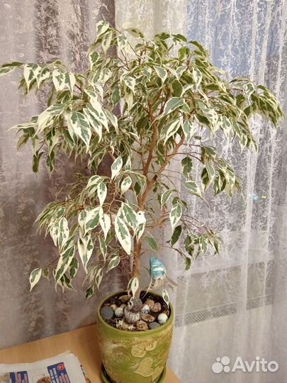 Фикус бенджамина
