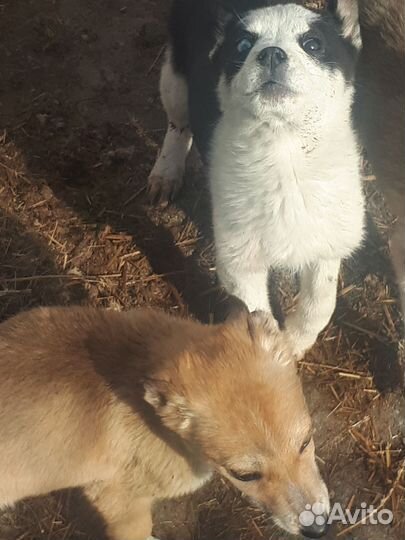 Отдам в добрые руки щенков