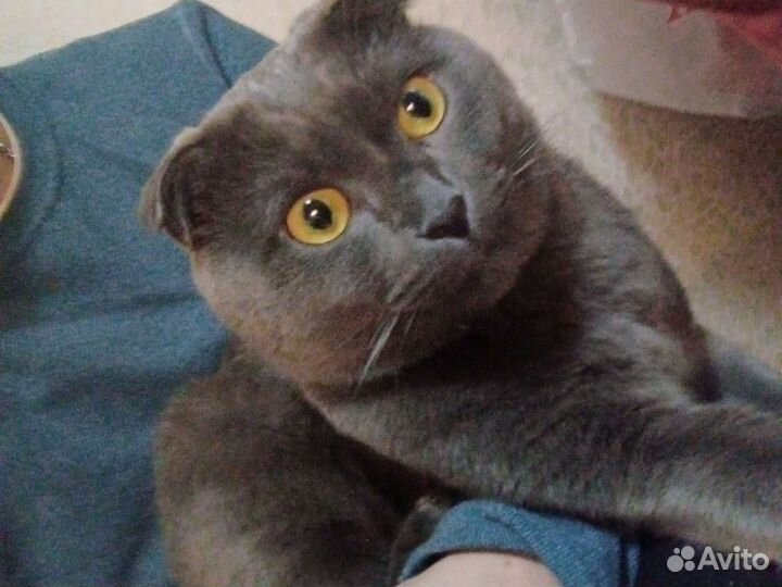 Кот на вязку