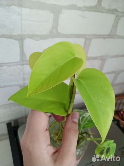 Цветы комнатные