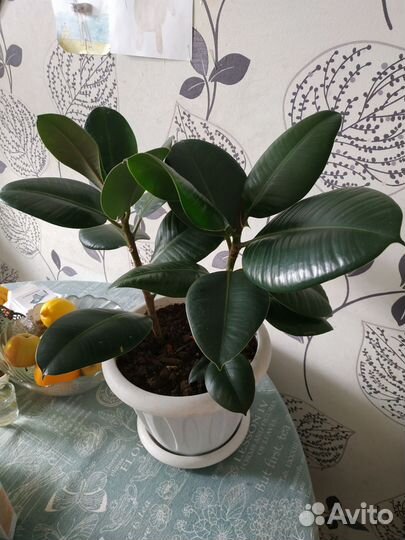 Фикус каучуконосный Робуста