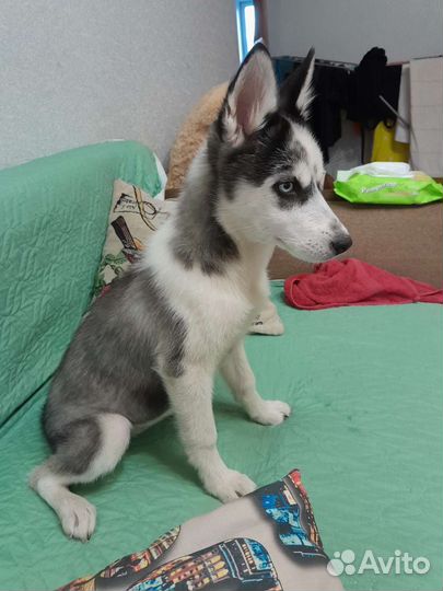 Сибиркая хаски