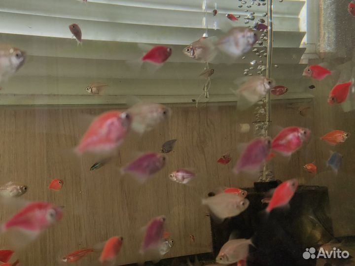 Аквариумные рыбки и растения