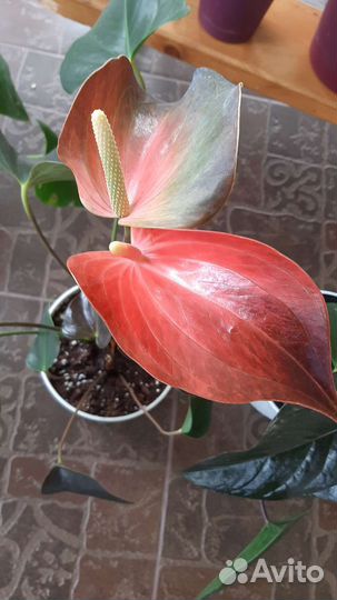 Антуриум рейнбоу чемпион