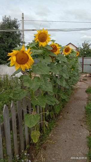 Дом 64 м² на участке 12,5 сот.